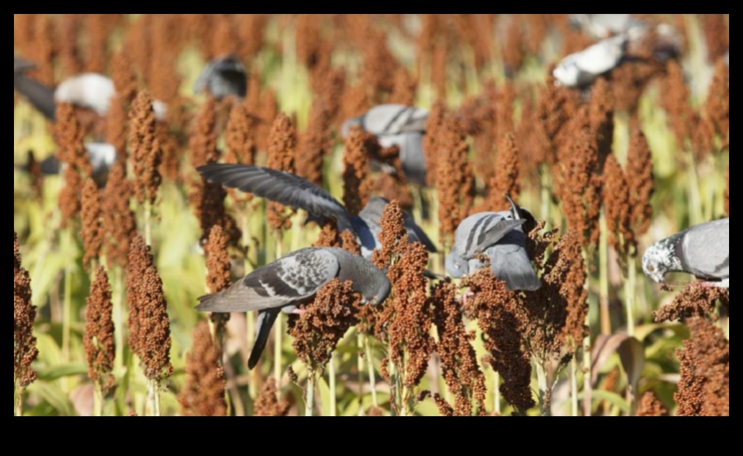 Păsări și agricultură: impactul vizitatorilor cu pene asupra fermelor