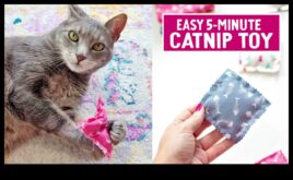 Jucării DIY Catnip Crearea de jucării distractive și stimulatoare